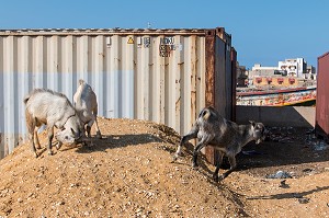 LES CHEVRES DANS LA VILLE, QUAI GIRAUD, SAINT-LOUIS-DU-SENEGAL, SENEGAL, AFRIQUE DE L'OUEST 