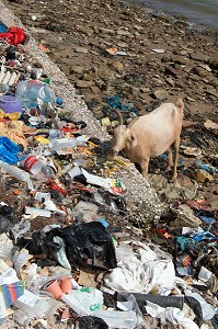 LES CHEVRES DANS LES DETRITUS DE LA VILLE, QUAI HENRI JAY, SAINT-LOUIS-DU-SENEGAL, SENEGAL, AFRIQUE DE L'OUEST 