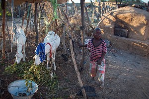 ENFANT ET CHEVRES DEVANT LE FOUR A PAIN, VILLAGE TOUCOULEUR DE DEGUEMBERE, PROVINCE DE FANAYE DIERI, SENEGAL, AFRIQUE DE L'OUEST 