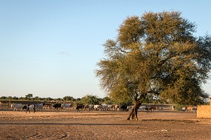 TROUPEAU DE ZEBUS DU VILLAGE TOUCOULEUR DE DEGUEMBERE, PROVINCE DE FANAYE DIERI, SENEGAL, AFRIQUE DE L'OUEST 