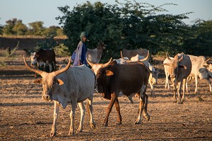 TROUPEAU DE ZEBUS DU VILLAGE TOUCOULEUR DE DEGUEMBERE, PROVINCE DE FANAYE DIERI, SENEGAL, AFRIQUE DE L'OUEST 