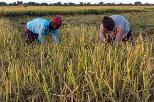 RECOLTE DU RIZ, VILLAGE TOUCOULEUR DE DEGUEMBERE, PROVINCE DE FANAYE DIERI, SENEGAL, AFRIQUE DE L'OUEST 