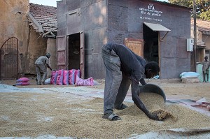 RAMASSAGE DU RIZ SECHE AU SOLEIL DEVANT L'UNITE DE TRANSFORMATION DE RIZ DE QUALITE, DAGANA, SENEGAL, AFRIQUE DE L'OUEST 