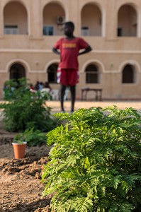 CULTURE DE LA PLANTE ARTEMISIA ANNUELLE (SORTE D'ARMOISE) POUR LE TRAITEMENT DU PALUDISME ET DE CERTAINS CANCERS, FORT DE DAGANA, SENEGAL, AFRIQUE DE L'OUEST 