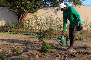 CULTURE DE LA PLANTE ARTEMISIA ANNUELLE (SORTE D'ARMOISE) POUR LE TRAITEMENT DU PALUDISME ET DE CERTAINS CANCERS, FORT DE DAGANA, SENEGAL, AFRIQUE DE L'OUEST 