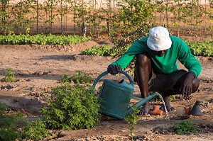 CULTURE DE LA PLANTE ARTEMISIA ANNUELLE (SORTE D'ARMOISE) POUR LE TRAITEMENT DU PALUDISME ET DE CERTAINS CANCERS, FORT DE DAGANA, SENEGAL, AFRIQUE DE L'OUEST 