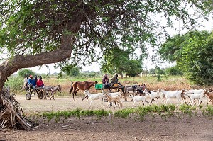 CHEVRES ET BERGERS DE RETOUR DE LA TRANSHUMANCE, VILLAGE DES ELEVEURS NOMADES DE GOUMEL, SENEGAL, AFRIQUE DE L'OUEST 