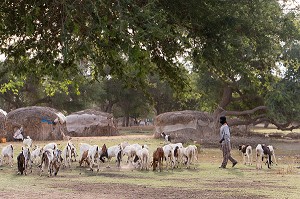 CHEVRES ET BERGERS DE RETOUR DE LA TRANSHUMANCE, VILLAGE DES ELEVEURS NOMADES DE GOUMEL, SENEGAL, AFRIQUE DE L'OUEST 