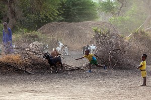 CHEVRES ET ENFANTS DE BERGERS DE RETOUR DE LA TRANSHUMANCE DANS L'ENCLOS, VILLAGE PEUL D'ELEVEURS NOMADES DE GOUMEL, SENEGAL, AFRIQUE DE L'OUEST 