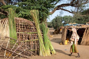 CASES D'HABITATION EN LIANES D'EUCALYPTUS ET FEUILLES DE ROSEAU EN CONSTRUCTION, VILLAGE PEUL D'ELEVEURS NOMADES DE GOUMEL, SENEGAL, AFRIQUE DE L'OUEST 