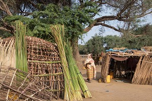 CASES D'HABITATION EN LIANES D'EUCALYPTUS ET FEUILLES DE ROSEAU EN CONSTRUCTION, VILLAGE PEUL D'ELEVEURS NOMADES DE GOUMEL, SENEGAL, AFRIQUE DE L'OUEST 