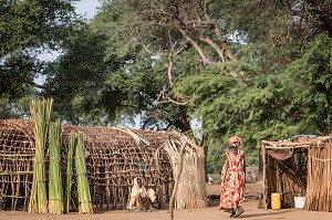 CASES D'HABITATION EN LIANES D'EUCALYPTUS ET FEUILLES DE ROSEAU EN CONSTRUCTION, VILLAGE PEUL D'ELEVEURS NOMADES DE GOUMEL, SENEGAL, AFRIQUE DE L'OUEST 