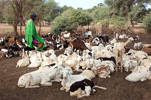 CHEVRES ET BERGER DANS L'ENCLOS, RETOUR DE LA TRANSHUMANCE, VILLAGE DES ELEVEURS NOMADES DE GOUMEL, SENEGAL, AFRIQUE DE L'OUEST 