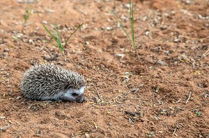 PETIT HERISSON, SENEGAL, AFRIQUE DE L'OUEST 