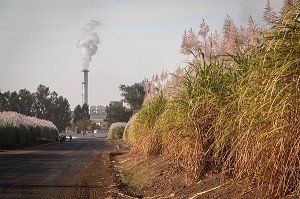 CHAMPS DE CANNE A SUCRE DEVANT L'USINE, COMPAGNIE SUCRIERE SENEGALAISE, RICHARD-TOLL, SENEGAL, AFRIQUE DE L'OUEST 