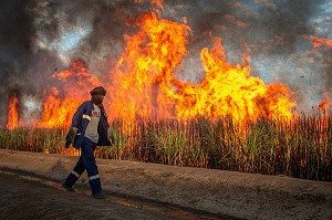 LES BRULEURS EN TRAIN DE METTRE LE FEU, BRULAGE DES CHAMPS DE CANNE A SUCRE, POUR FACILITER L'ACCES AUX COUPEURS ET FAIRE FUIR LES SERPENTS, COMPAGNIE SUCRIERE SENEGALAISE, RICHARD-TOLL, SENEGAL, AFRIQUE DE L'OUEST 