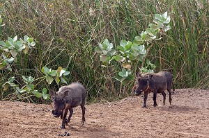 PHACOCHERES DANS LE PARC NATIONAL DE DJOUDJ, SENEGAL, AFRIQUE DE L'OUEST 