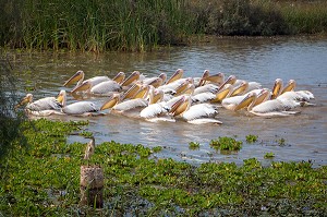 PELICANS BLANCS EN FORMATION DE PECHE, PARC NATIONAL DES OISEAUX DE DJOUDJ, TROISIEME RESERVE ORNITHOLOGIQUE DU MONDE CLASSEE AU PATRIMOINE DE L'UNESCO, SENEGAL, AFRIQUE DE L'OUEST 