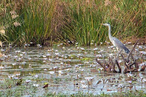 HERON CENDRE A L'AFFUT, PARC NATIONAL DES OISEAUX DE DJOUDJ, TROISIEME RESERVE ORNITHOLOGIQUE DU MONDE CLASSEE AU PATRIMOINE DE L'UNESCO, SENEGAL, AFRIQUE DE L'OUEST 