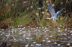 HERON CENDRE EN VOL, PARC NATIONAL DES OISEAUX DE DJOUDJ, TROISIEME RESERVE ORNITHOLOGIQUE DU MONDE CLASSEE AU PATRIMOINE DE L'UNESCO, SENEGAL, AFRIQUE DE L'OUEST 