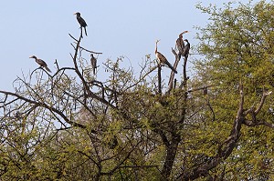 CORMORANS PERCHES SUR UN ARBRE MORT, PARC NATIONAL DES OISEAUX DE DJOUDJ, TROISIEME RESERVE ORNITHOLOGIQUE DU MONDE CLASSEE AU PATRIMOINE DE L'UNESCO, SENEGAL, AFRIQUE DE L'OUEST 