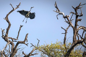 HERON CENDRE EN VOL, PARC NATIONAL DES OISEAUX DE DJOUDJ, TROISIEME RESERVE ORNITHOLOGIQUE DU MONDE CLASSEE AU PATRIMOINE DE L'UNESCO, SENEGAL, AFRIQUE DE L'OUEST 