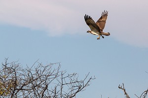 BALBUZARD PECHEUR, PARC NATIONAL DES OISEAUX DE DJOUDJ, TROISIEME RESERVE ORNITHOLOGIQUE DU MONDE CLASSEE AU PATRIMOINE DE L'UNESCO, SENEGAL, AFRIQUE DE L'OUEST 