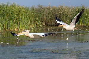 PELICANS BLANCS, PARC NATIONAL DES OISEAUX DE DJOUDJ, TROISIEME RESERVE ORNITHOLOGIQUE DU MONDE CLASSEE AU PATRIMOINE DE L'UNESCO, SENEGAL, AFRIQUE DE L'OUEST 