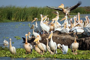 RASSEMBLEMENT DE PELICANS BLANCS SUR LEUR NICHOIR, PARC NATIONAL DES OISEAUX DE DJOUDJ, TROISIEME RESERVE ORNITHOLOGIQUE DU MONDE CLASSEE AU PATRIMOINE DE L'UNESCO, SENEGAL, AFRIQUE DE L'OUEST 