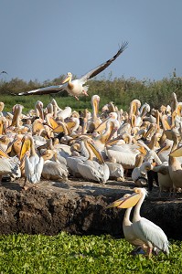 RASSEMBLEMENT DE PELICANS BLANCS SUR LEUR NICHOIR, PARC NATIONAL DES OISEAUX DE DJOUDJ, TROISIEME RESERVE ORNITHOLOGIQUE DU MONDE CLASSEE AU PATRIMOINE DE L'UNESCO, SENEGAL, AFRIQUE DE L'OUEST 