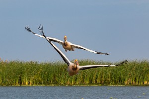 PELICANS BLANCS, PARC NATIONAL DES OISEAUX DE DJOUDJ, TROISIEME RESERVE ORNITHOLOGIQUE DU MONDE CLASSEE AU PATRIMOINE DE L'UNESCO, SENEGAL, AFRIQUE DE L'OUEST 