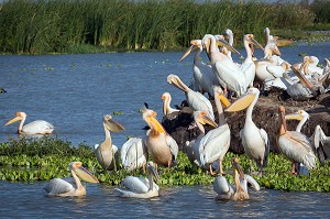 RASSEMBLEMENT DE PELICANS BLANCS SUR LEUR NICHOIR, PARC NATIONAL DES OISEAUX DE DJOUDJ, TROISIEME RESERVE ORNITHOLOGIQUE DU MONDE CLASSEE AU PATRIMOINE DE L'UNESCO, SENEGAL, AFRIQUE DE L'OUEST 