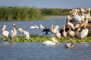 RASSEMBLEMENT DE PELICANS BLANCS SUR LEUR NICHOIR, PARC NATIONAL DES OISEAUX DE DJOUDJ, TROISIEME RESERVE ORNITHOLOGIQUE DU MONDE CLASSEE AU PATRIMOINE DE L'UNESCO, SENEGAL, AFRIQUE DE L'OUEST 