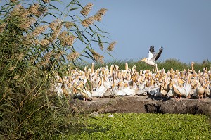 RASSEMBLEMENT DE PELICANS BLANCS SUR LEUR NICHOIR, PARC NATIONAL DES OISEAUX DE DJOUDJ, TROISIEME RESERVE ORNITHOLOGIQUE DU MONDE CLASSEE AU PATRIMOINE DE L'UNESCO, SENEGAL, AFRIQUE DE L'OUEST 