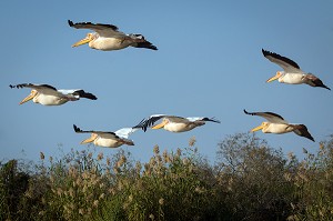 PELICANS BLANCS EN FORMATION DE VOL, PARC NATIONAL DES OISEAUX DE DJOUDJ, TROISIEME RESERVE ORNITHOLOGIQUE DU MONDE CLASSEE AU PATRIMOINE DE L'UNESCO, SENEGAL, AFRIQUE DE L'OUEST 