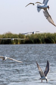 STERNES PIERREGARIN EN VOL, PARC NATIONAL DES OISEAUX DE DJOUDJ, TROISIEME RESERVE ORNITHOLOGIQUE DU MONDE CLASSEE AU PATRIMOINE DE L'UNESCO, SENEGAL, AFRIQUE DE L'OUEST 