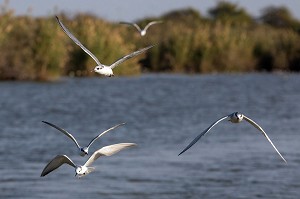 STERNES PIERREGARIN EN VOL, PARC NATIONAL DES OISEAUX DE DJOUDJ, TROISIEME RESERVE ORNITHOLOGIQUE DU MONDE CLASSEE AU PATRIMOINE DE L'UNESCO, SENEGAL, AFRIQUE DE L'OUEST 