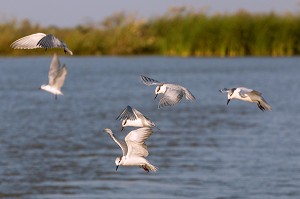 STERNES PIERREGARIN EN VOL, PARC NATIONAL DES OISEAUX DE DJOUDJ, TROISIEME RESERVE ORNITHOLOGIQUE DU MONDE CLASSEE AU PATRIMOINE DE L'UNESCO, SENEGAL, AFRIQUE DE L'OUEST 