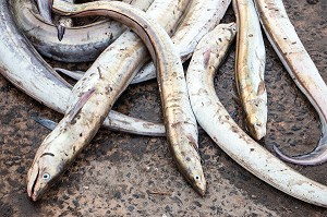 POISSONS SABRE SUR LE SOL, GUET NDAR, QUARTIER DU VILLAGE DES PECHEURS AVEC LES PIROGUES COLOREES, SAINT-LOUIS-DU-SENEGAL, SENEGAL, AFRIQUE DE L'OUEST 