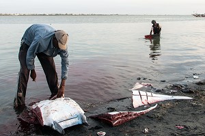 DECOUPE D'UNE RAIE SUR LE FLEUVE, GUET NDAR, QUARTIER DU VILLAGE DES PECHEURS AVEC LES PIROGUES COLORES, SAINT-LOUIS-DU-SENEGAL, SENEGAL, AFRIQUE DE L'OUEST 