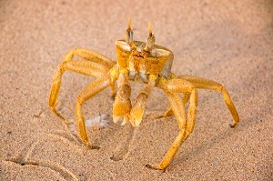 CRABE JAUNE SUR LA LANGUE DE BARBARIE, REGION DE SAINT-LOUIS-DU-SENEGAL, SENEGAL, AFRIQUE DE L'OUEST 