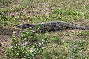 VARAN DANS LA VILLE, SAINT-LOUIS-DU-SENEGAL, SENEGAL, AFRIQUE DE L'OUEST 