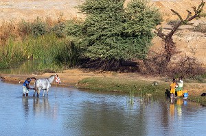 BAIN DU CHEVAL EN FAMILLE SUR LES BERGES DU FLEUVE SENEGAL, REGION DE GOUREL BAKAR SY, MAURITANIE, AFRIQUE DE L'OUEST 