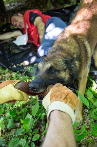 CHIEN QUI JOUE AVEC SON MAITRE APRES AVOIR RETROUVE UNE VICTIME, LA RECHERCHE ETANT UN JEU POUR L'ANIMAL, STAGE DE CHEF DE SECTION SDE3 ECASC, SITE DE L'ANCIENNE CARRIERE DE GUICHEN, ILLE-ET-VILAINE (35), FRANCE 