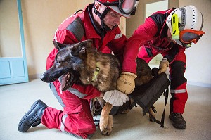 PREPARATION DU CHIEN POUR UNE DESCENTE SUR CORDE PAR LA FENETRE, EQUIPE CYNOPHILE SAPEURS-POMPIERS, QUARTIER BELLEVUE, REDON, ILLE-ET-VILAINE (35), FRANCE 