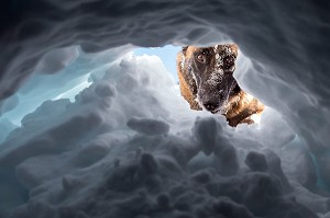 BERGER BELGE MALINOIS AU GRATTAGE A LA DECOUVERTE DE LA VICTIME, REPORTAGE SUR LES MAITRES-CHIENS D'AVALANCHE, FORMATION ORGANISEE PAR L'ANENA AVEC L'AGREMENT DE LA SECURITE CIVILE, LES-DEUX-ALPES (38), FRANCE 