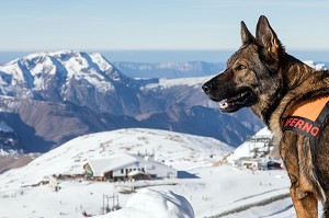 GROS BERGER ALLEMAND DE SOLENE FARRE DE LA PLAGNE EN ATTENTE A L'ATTACHE, REPORTAGE SUR LES MAITRES-CHIENS D'AVALANCHE, FORMATION ORGANISEE PAR L'ANENA AVEC L'AGREMENT DE LA SECURITE CIVILE, LES-DEUX-ALPES (38), FRANCE 