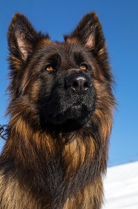 BERGER ALLEMAND POIL LONG, REPORTAGE SUR LES MAITRES-CHIENS D'AVALANCHE, FORMATION ORGANISEE PAR L'ANENA AVEC L'AGREMENT DE LA SECURITE CIVILE, LES-DEUX-ALPES (38), FRANCE 