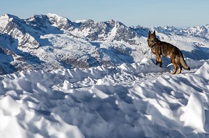 GROS BERGER ALLEMAND DE SOLENE FARRE DE LA PLAGNE A L'ATTACHE, REPORTAGE SUR LES MAITRES-CHIENS D'AVALANCHE, FORMATION ORGANISEE PAR L'ANENA AVEC L'AGREMENT DE LA SECURITE CIVILE, LES-DEUX-ALPES (38), FRANCE 