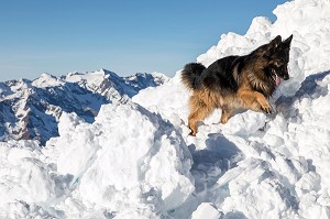 YANKEE BERGER ALLEMAND DE 2 ANS EN RECHERCHE, REPORTAGE SUR LES MAITRES-CHIENS D'AVALANCHE, FORMATION ORGANISEE PAR L'ANENA AVEC L'AGREMENT DE LA SECURITE CIVILE, LES-DEUX-ALPES (38), FRANCE 